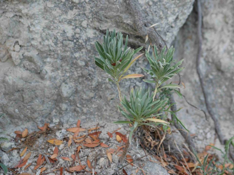 Matthiola incana